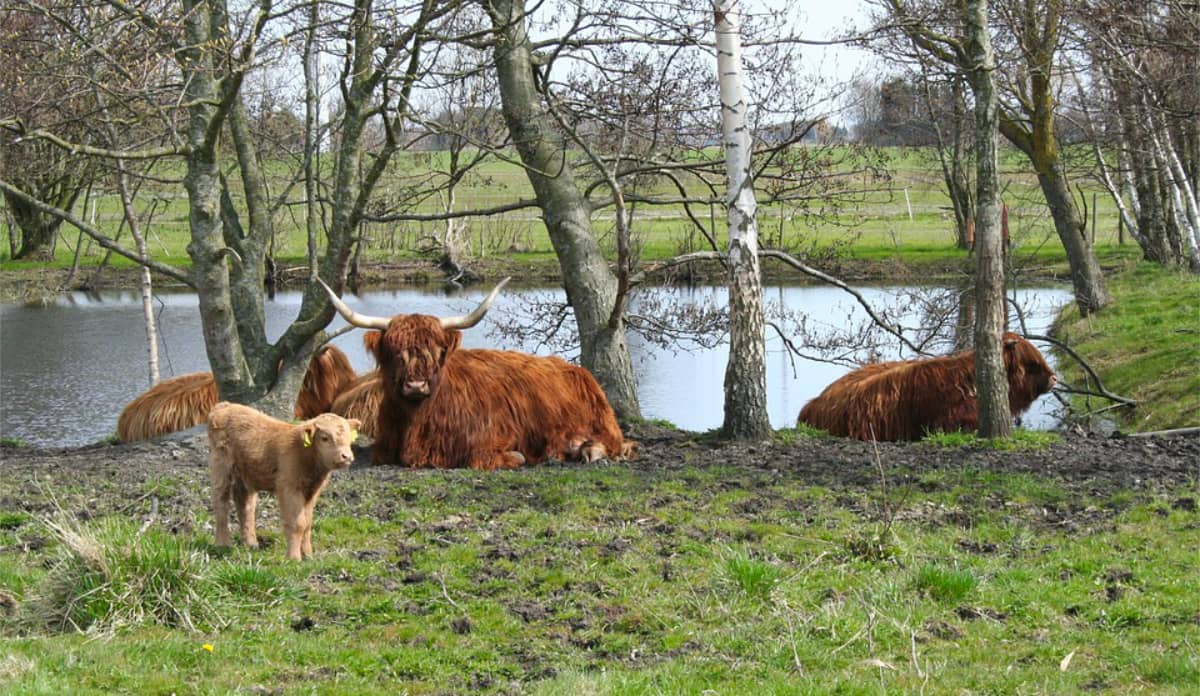Highland Cattle Grazing