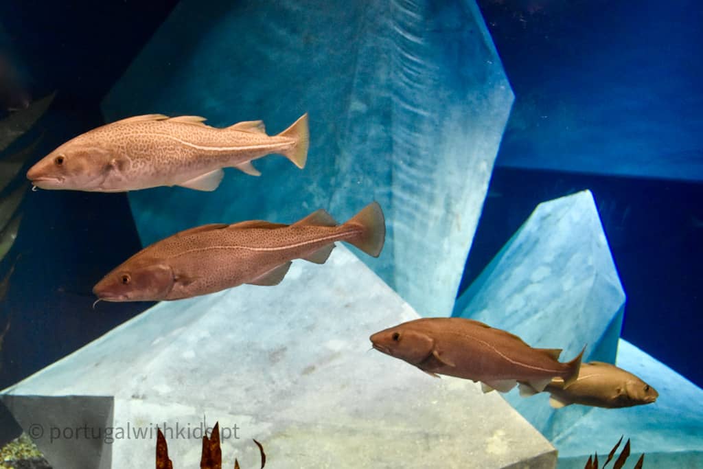 Live Cod Aquarium