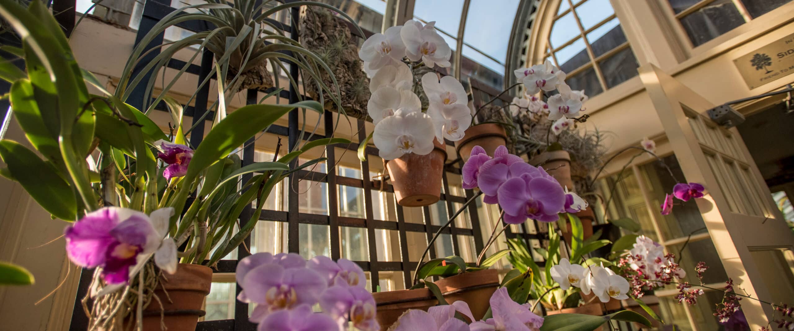 Orchid Room
