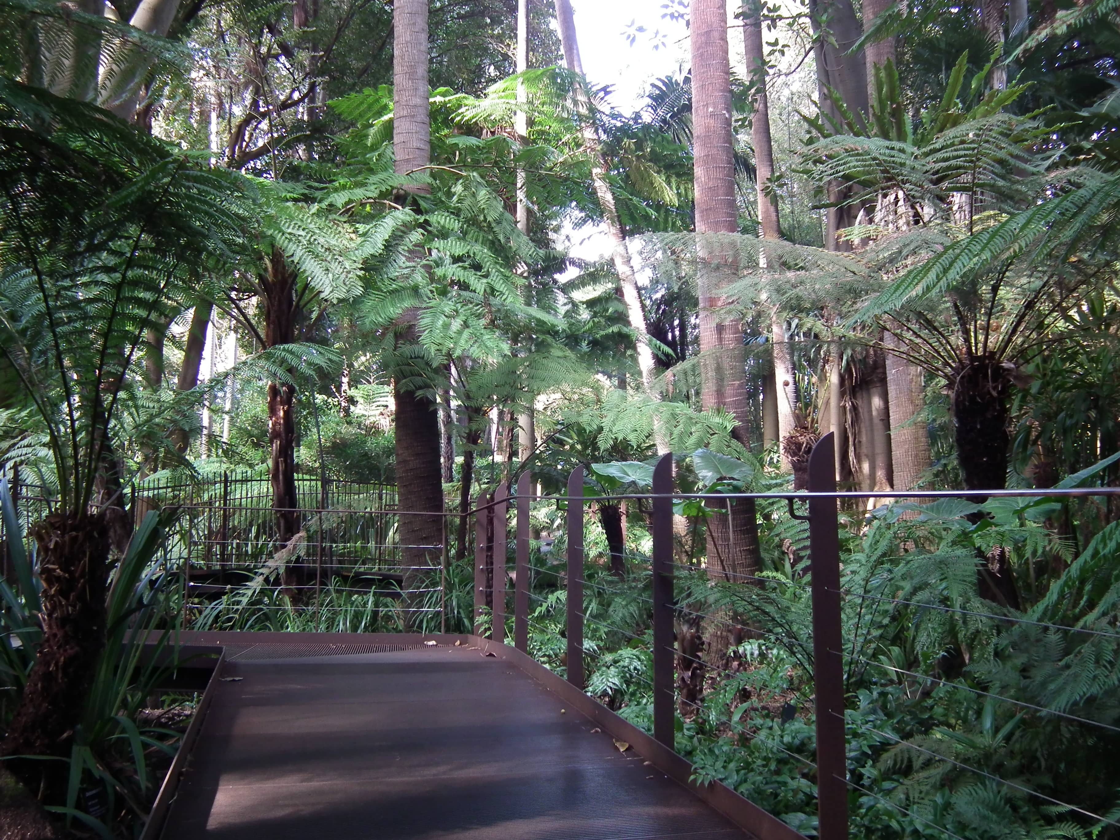 Fern Gully