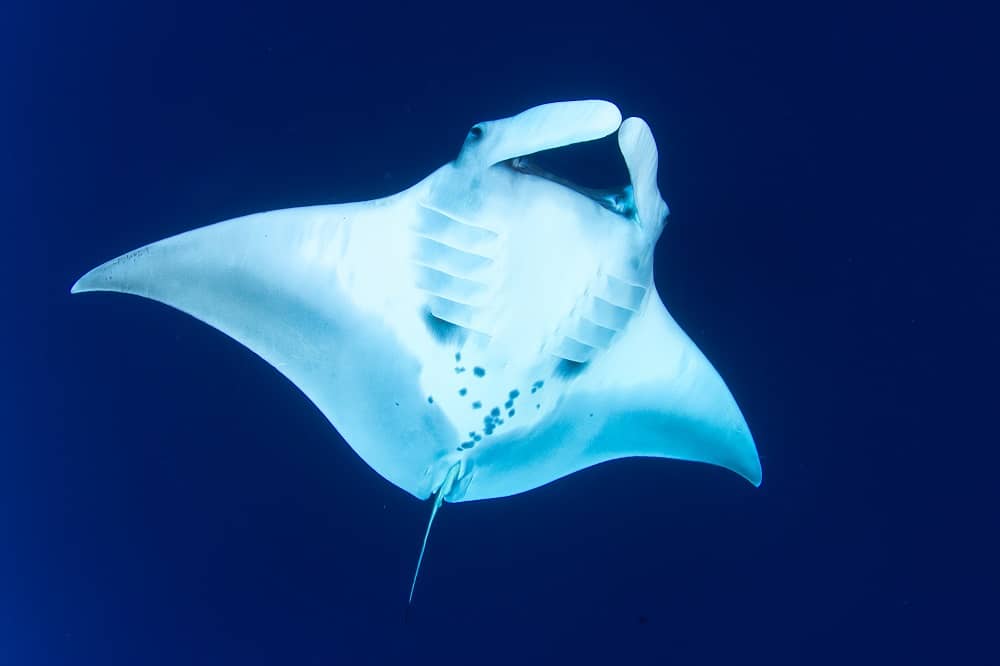 Manta Ray Sightings