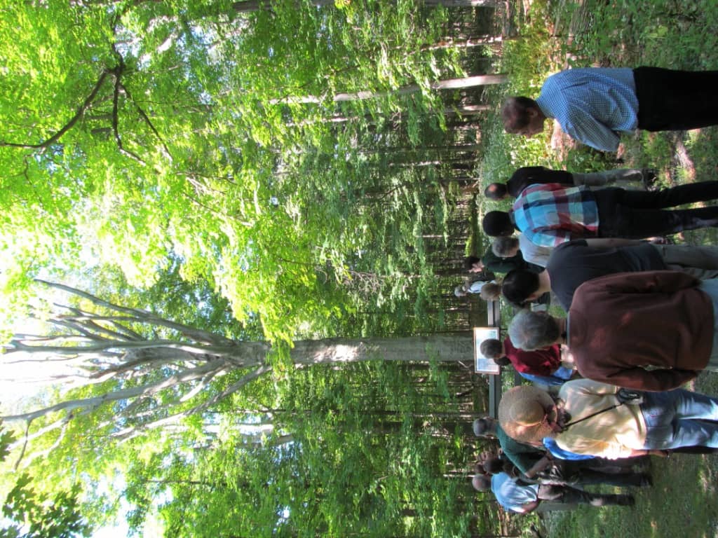 Ancient American Beech Tree