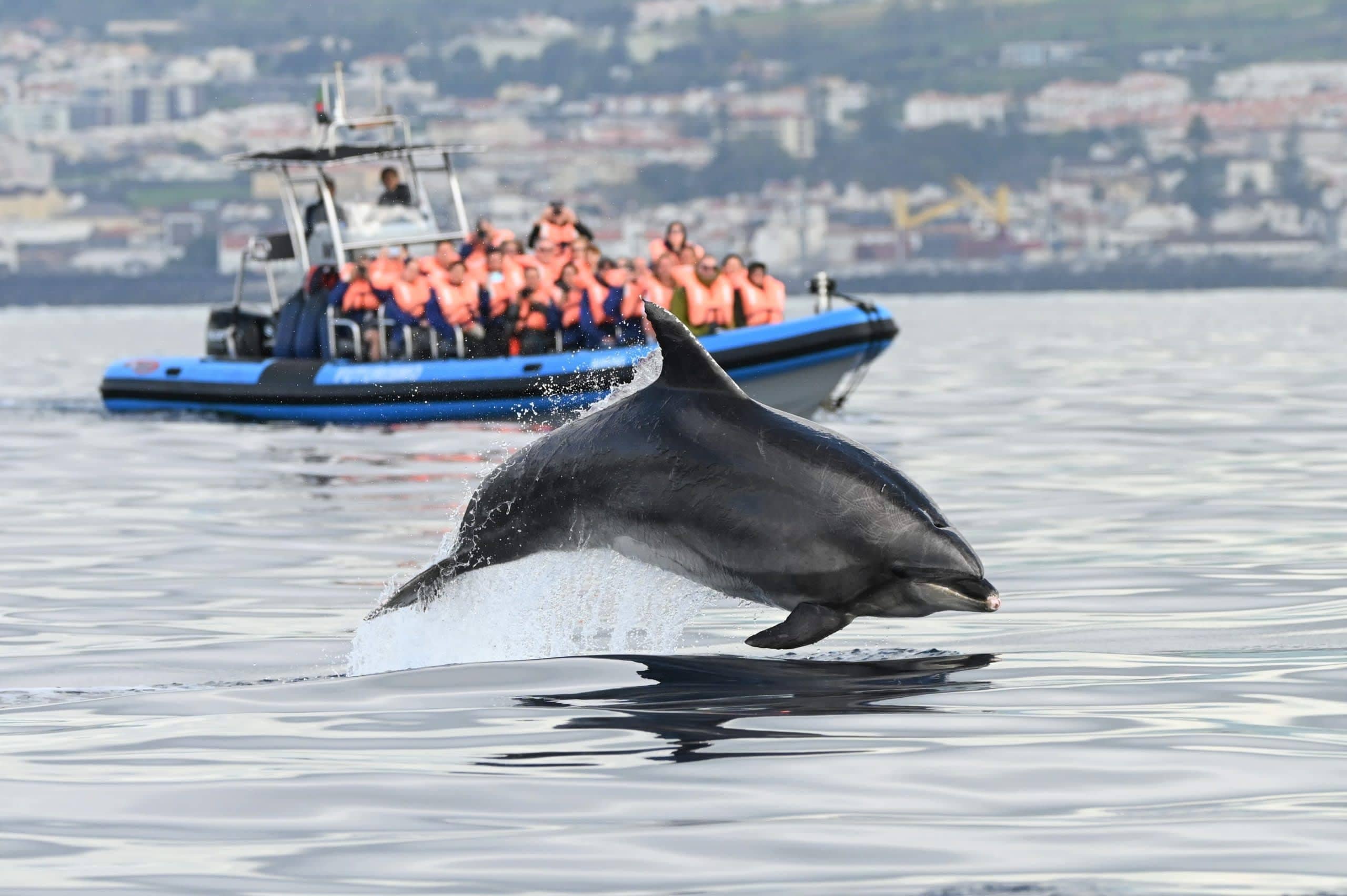 Whale and Dolphin Watching