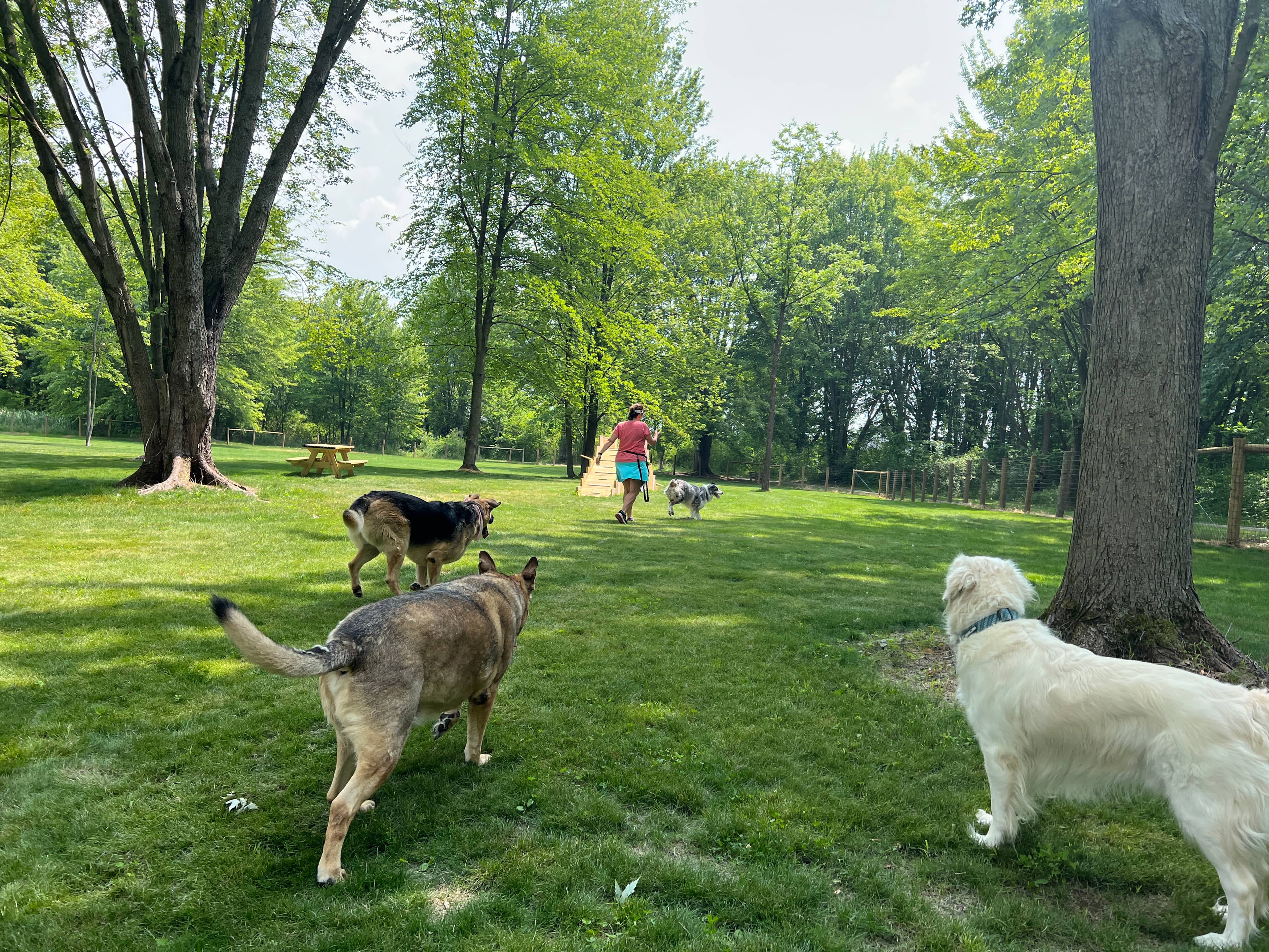 Dog-Friendly Zones