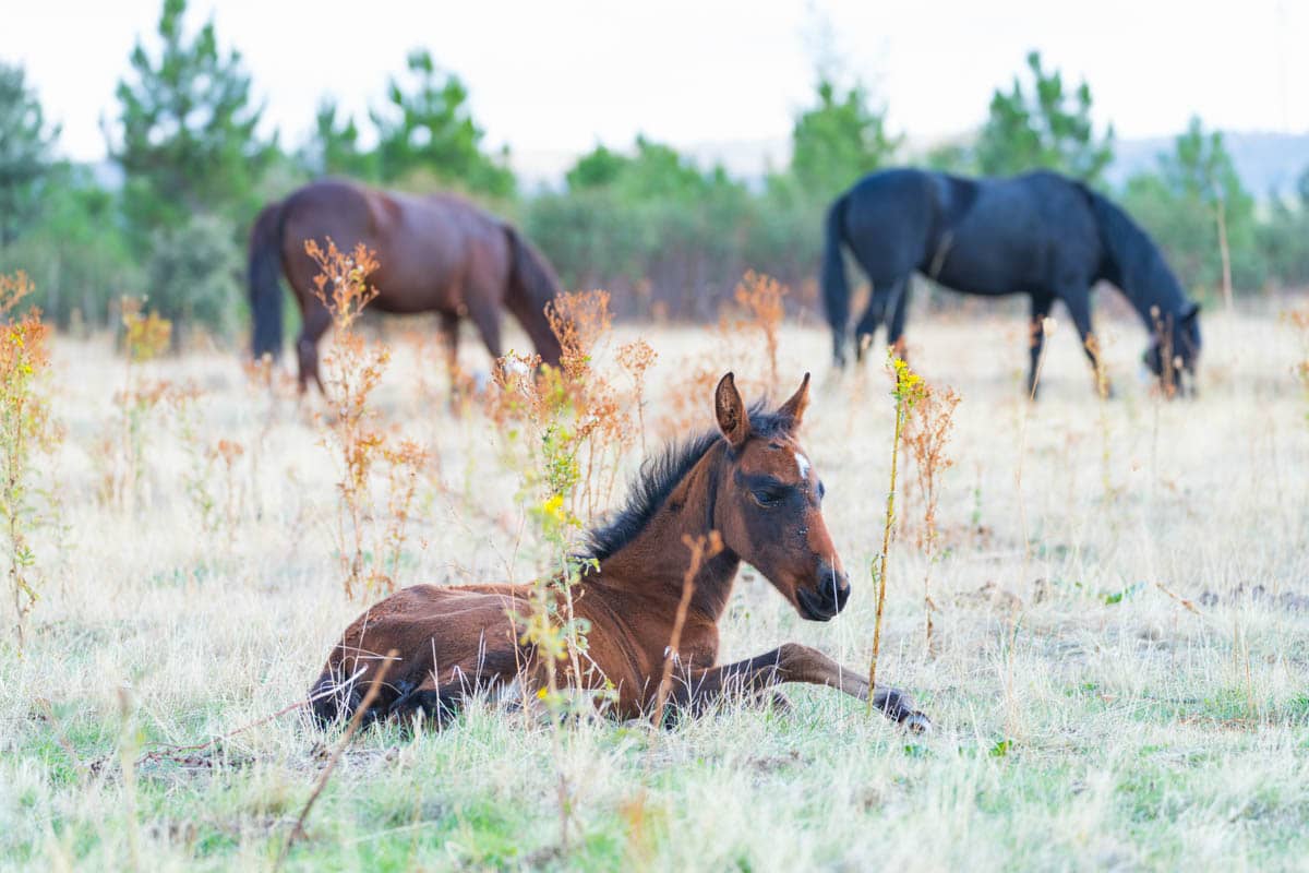 Wild Horse Sightings