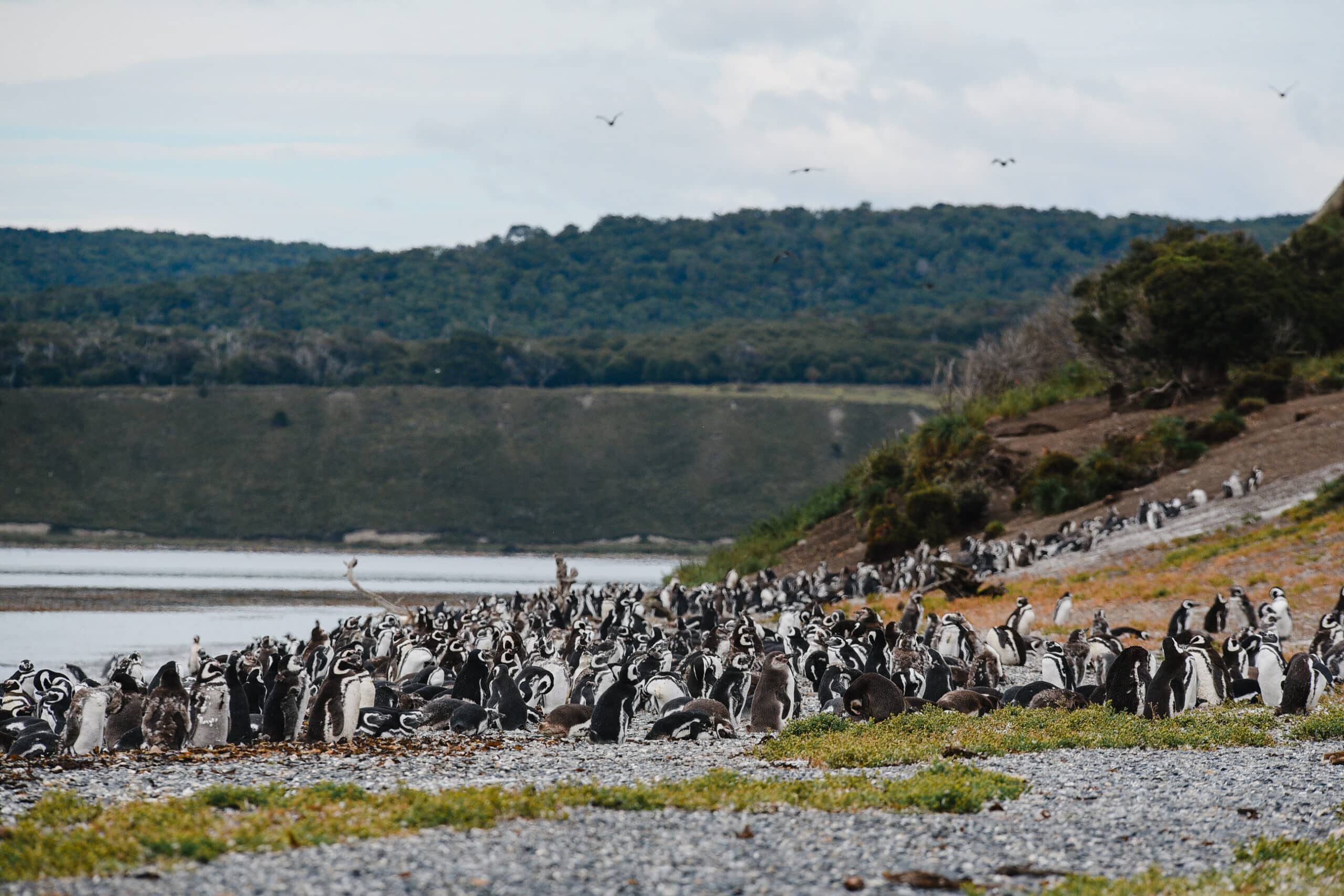 Penguin Colony Visit
