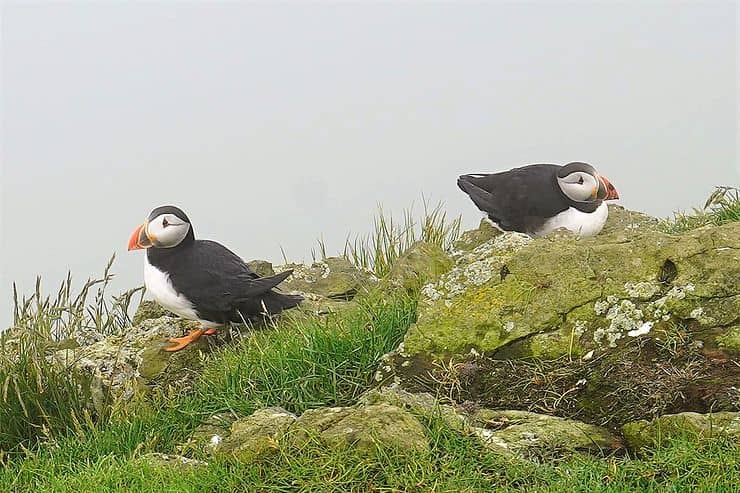 Puffin Encounters