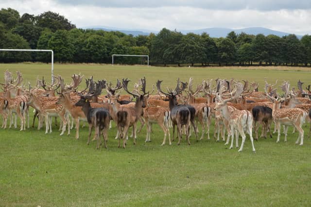 Wild Deer of Phoenix Park