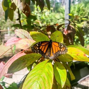 Butterfly Garden