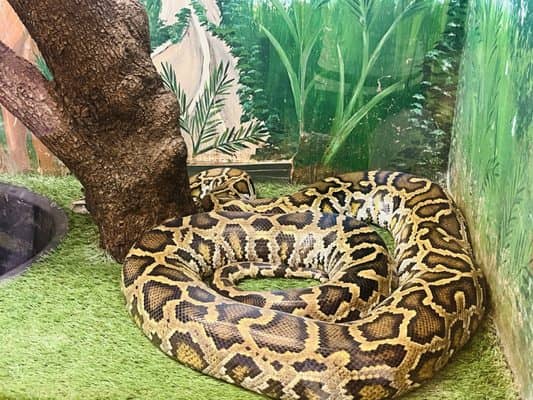 Reptile Shows & Talks