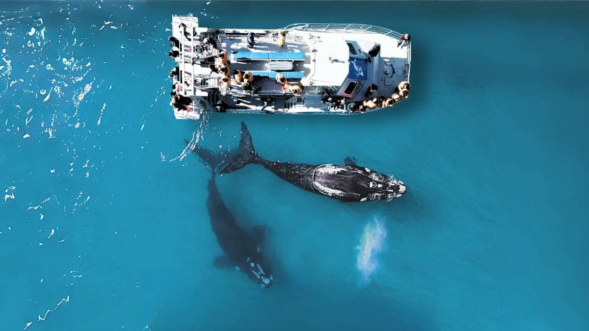 Marine Big 5 Tour