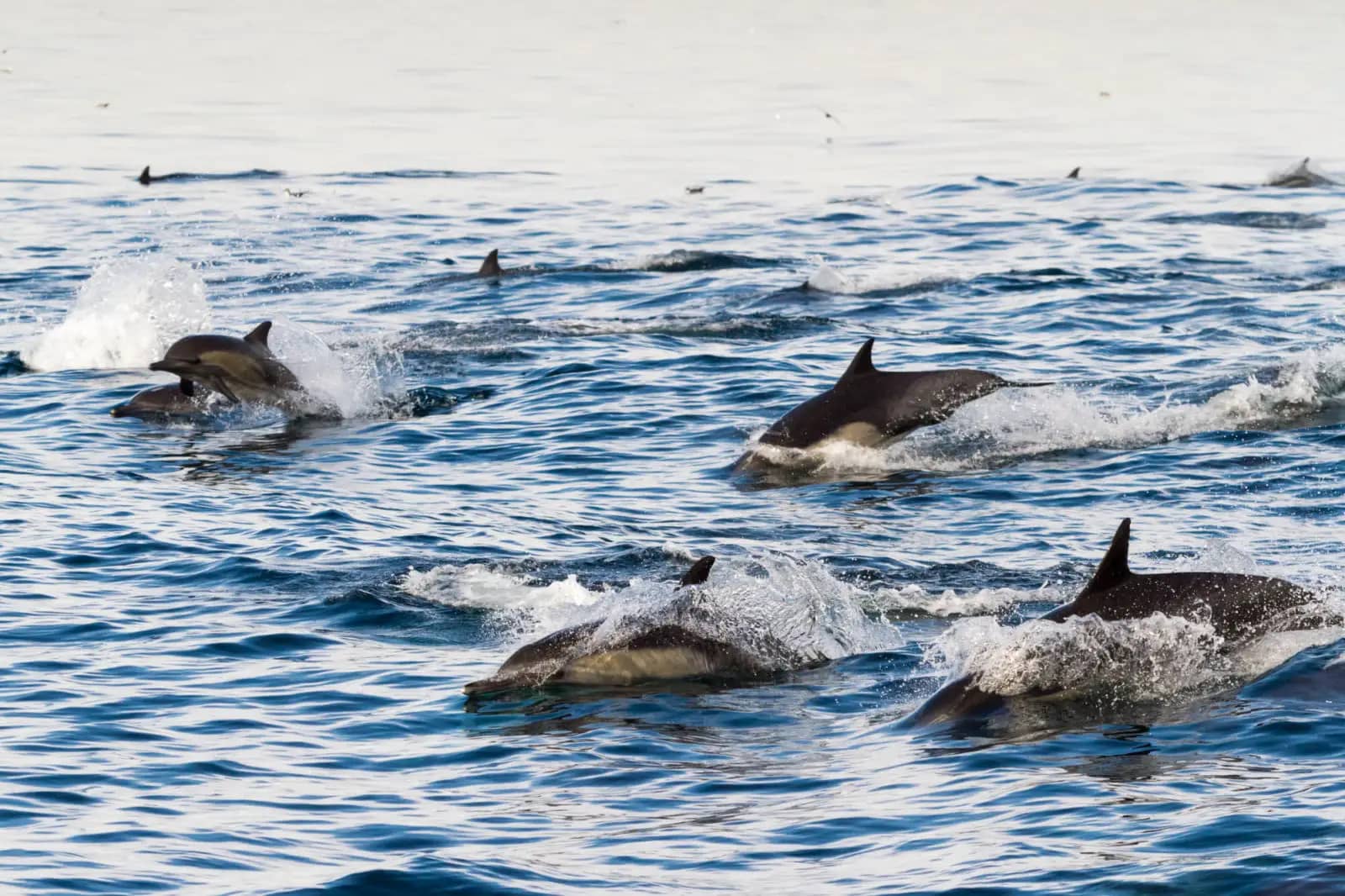 Dolphin Encounters