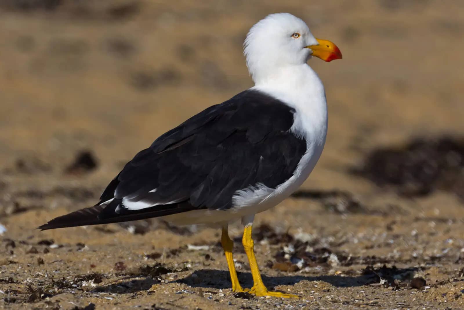 Seagull Gathering Spot