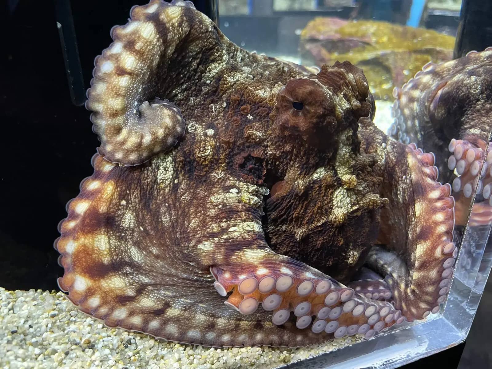 Friendly Octopus Encounter