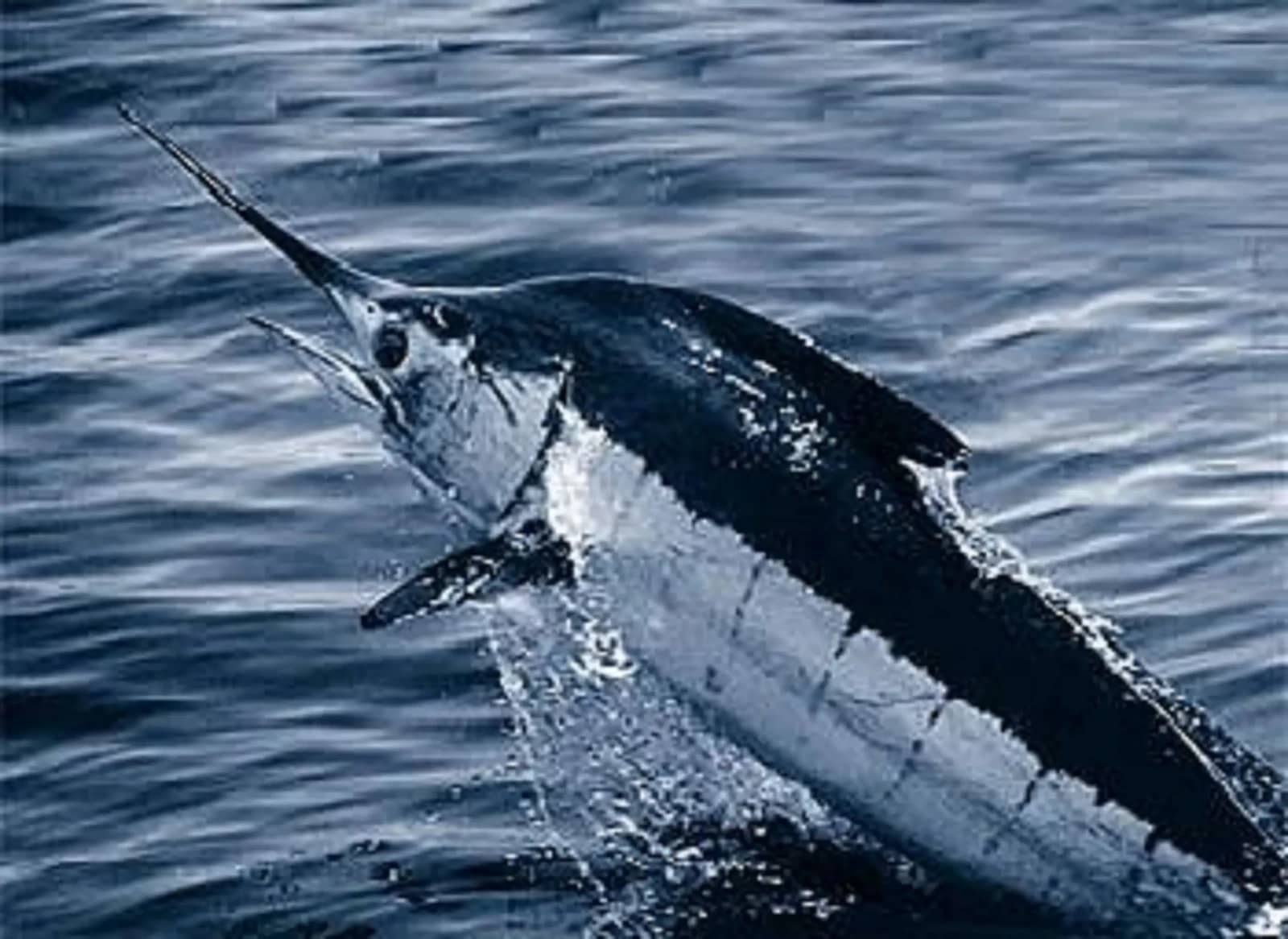 Emerald Coast Blue Marlin Classic