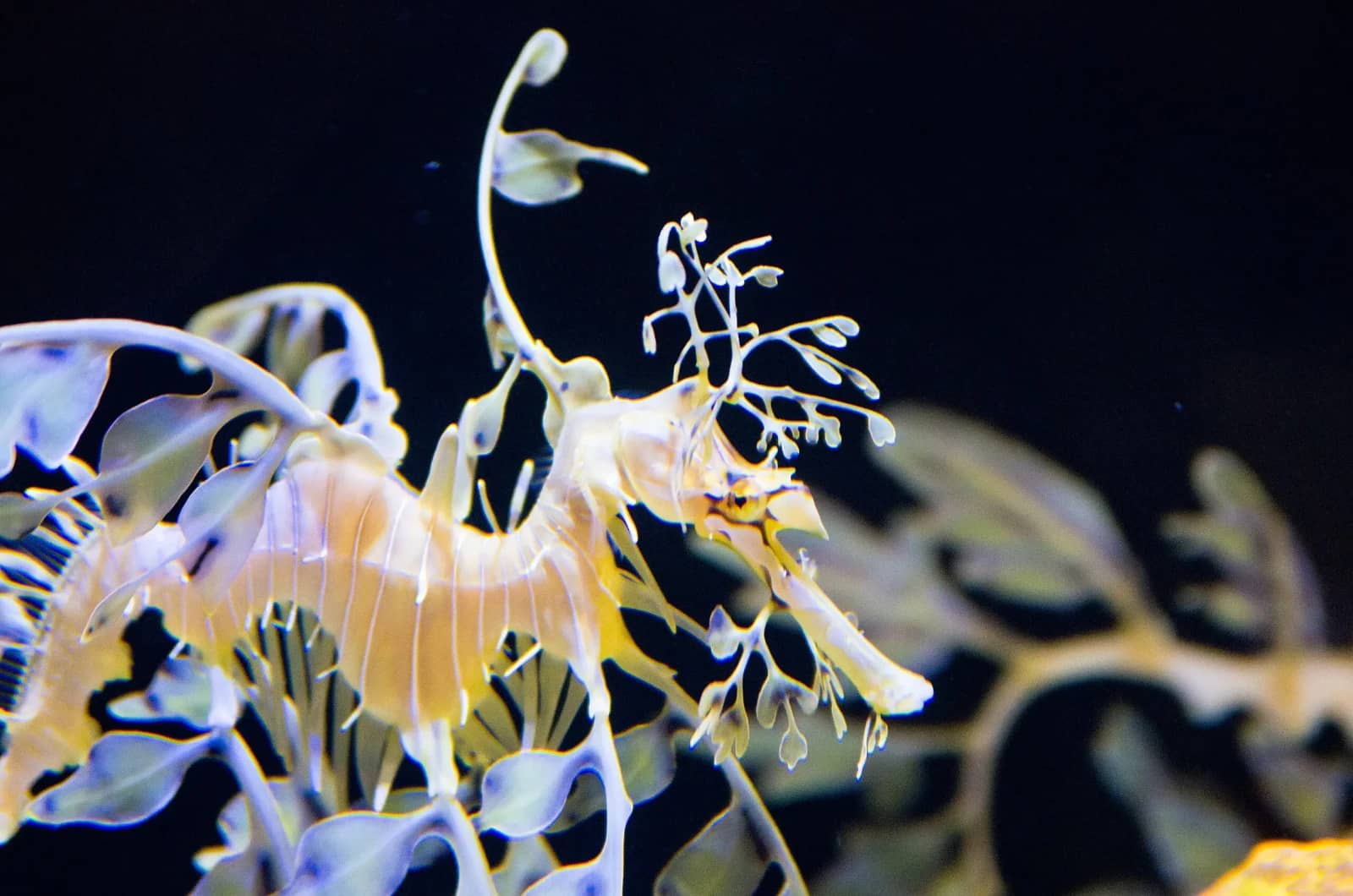 Beyond the Fish