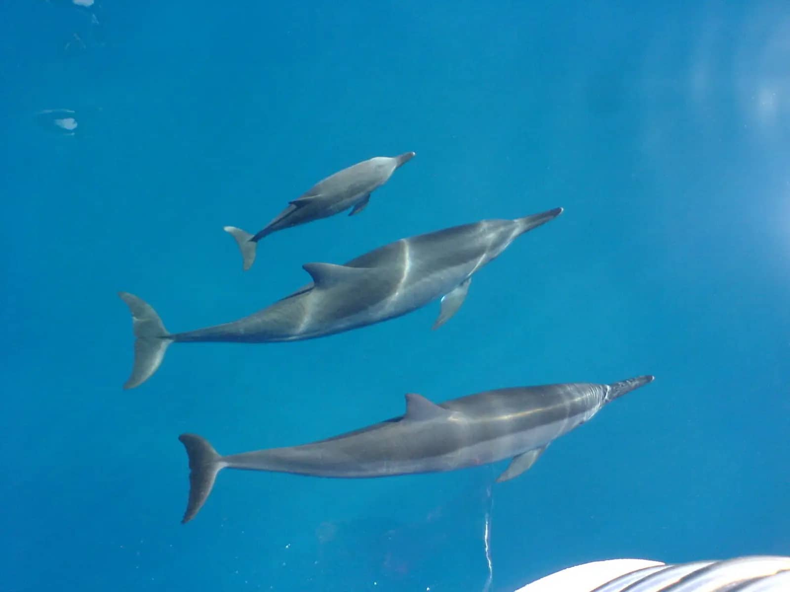 Dolphin & Turtle Sightings