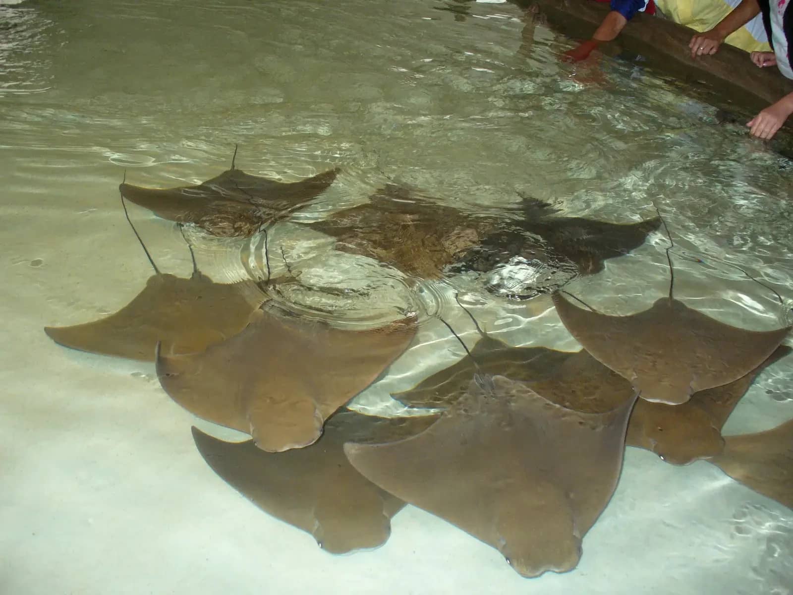 Stingray Touch Tank