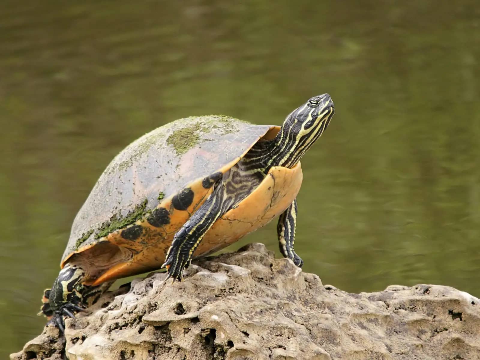 Wildlife Viewing