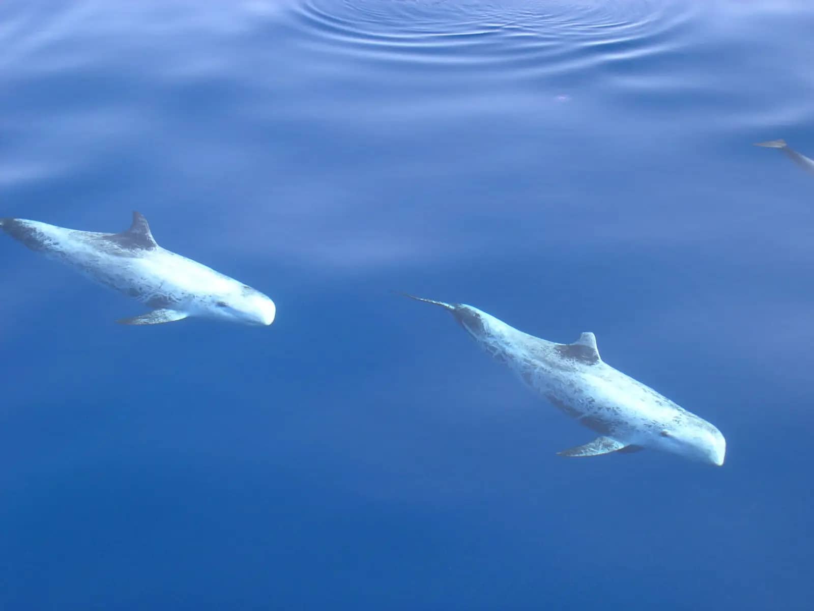Dolphin Spotting