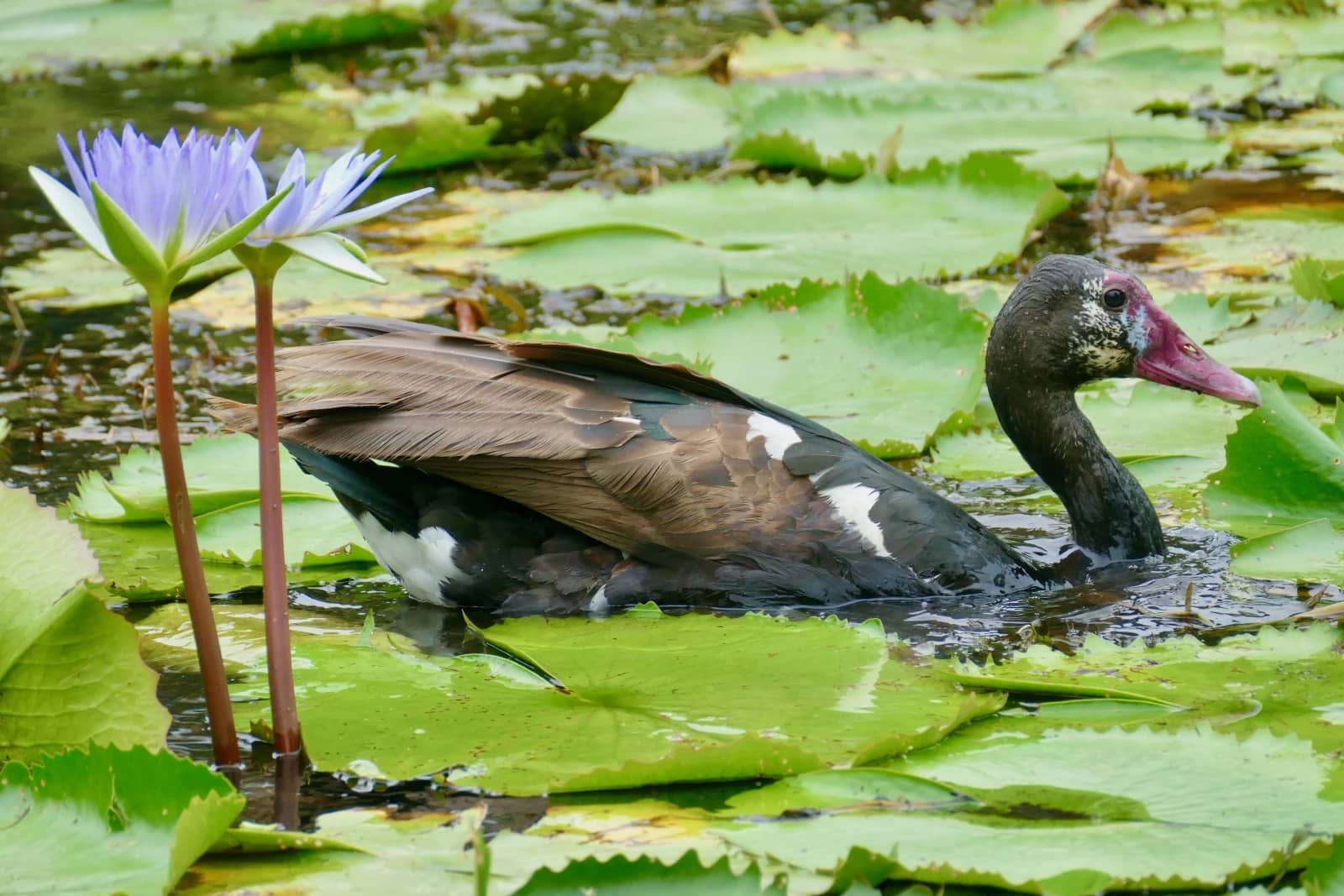 Waterfowl Haven