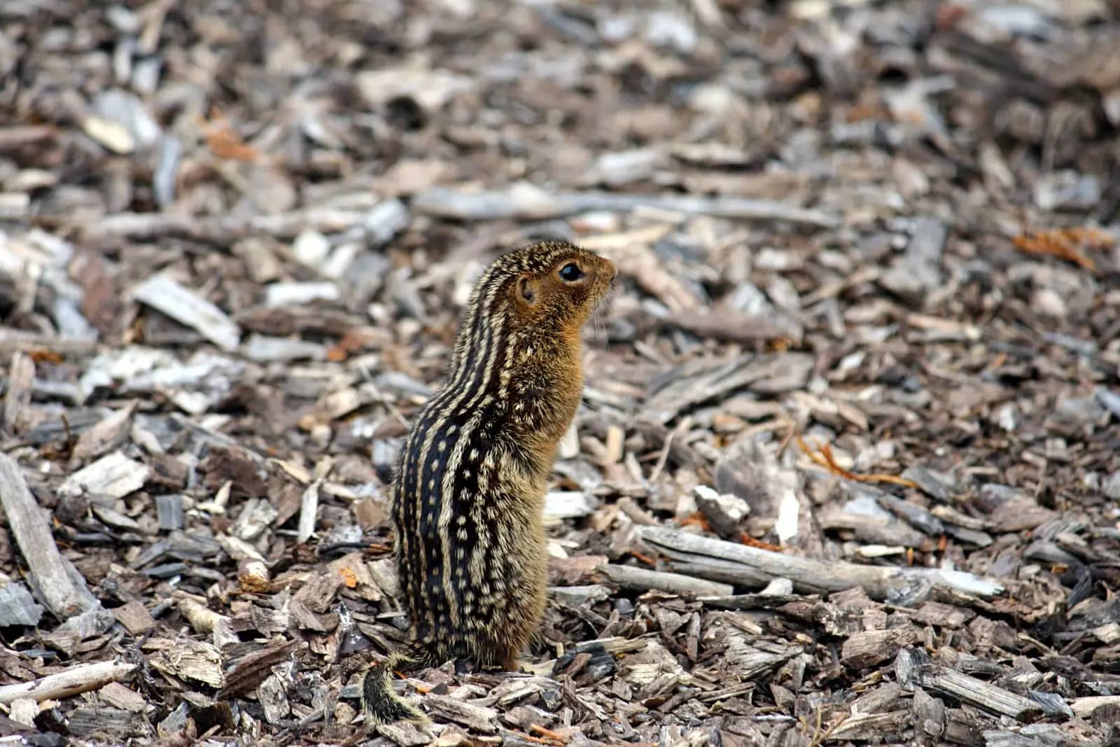 Urban Wildlife Spotting
