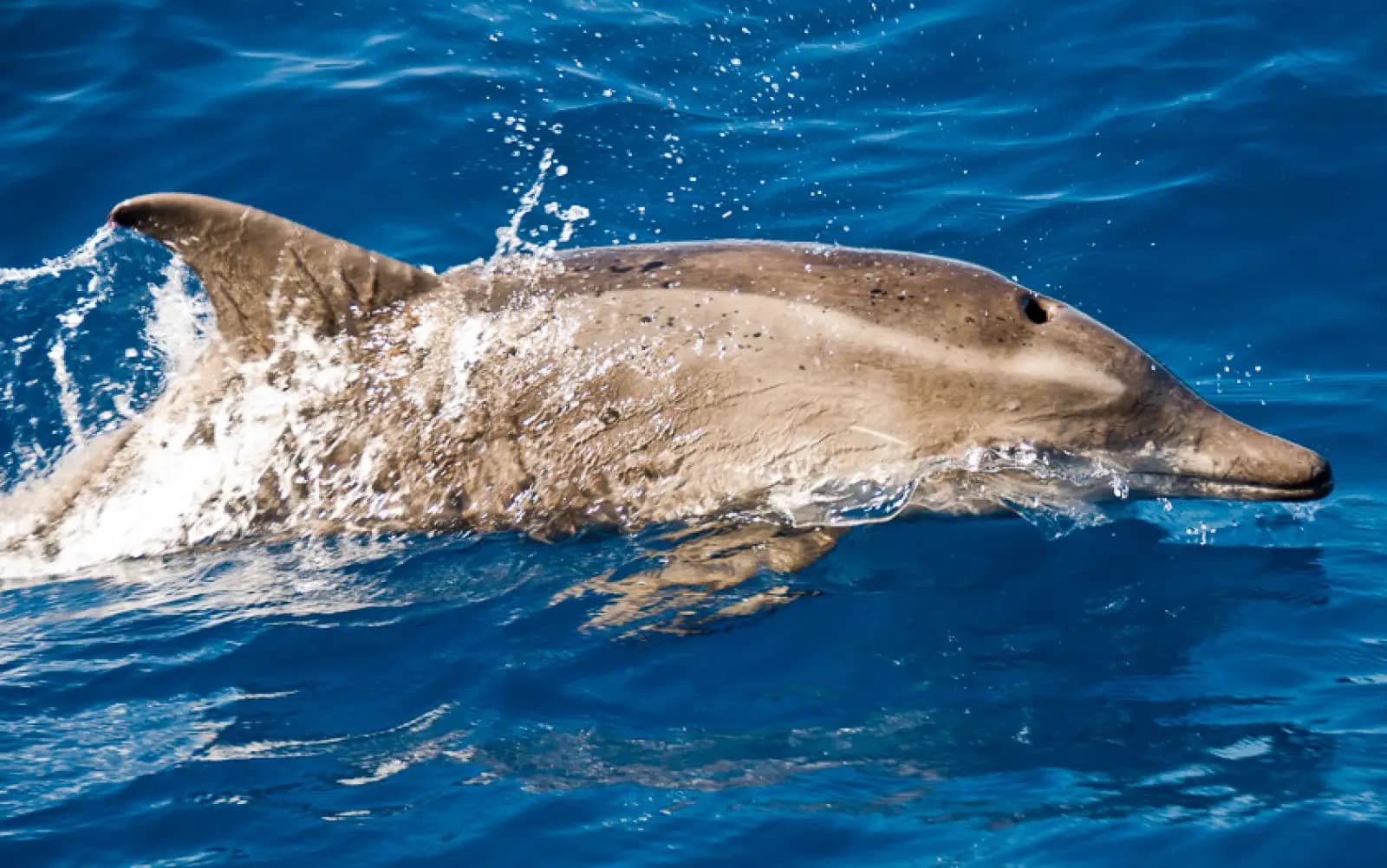 Dolphin Spotting Opportunity