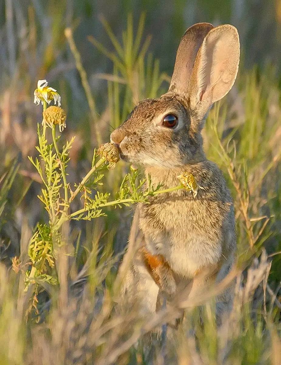 Bunny Encounters