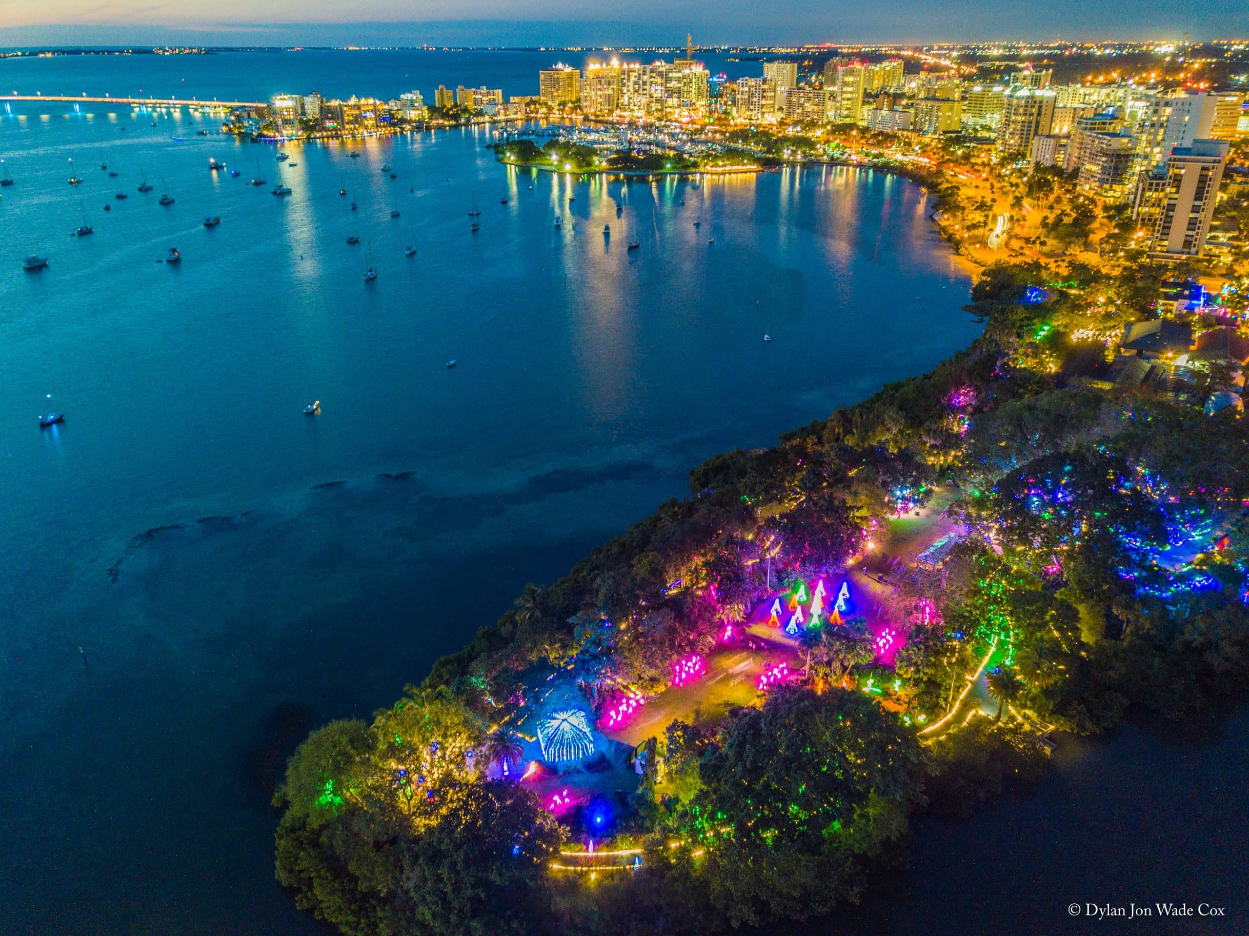 Lights in Bloom
