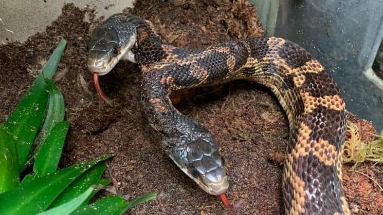Indoor Reptile House