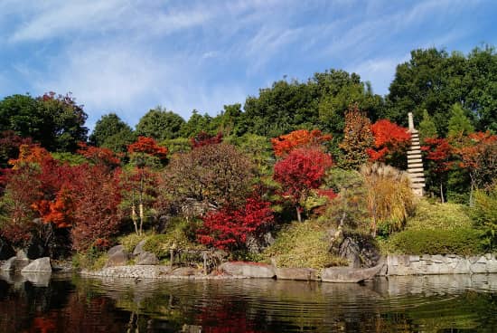 Maple Trees