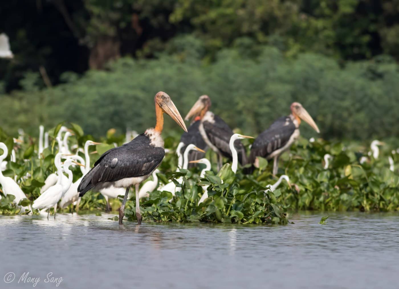 Diverse Asian Waterfowl