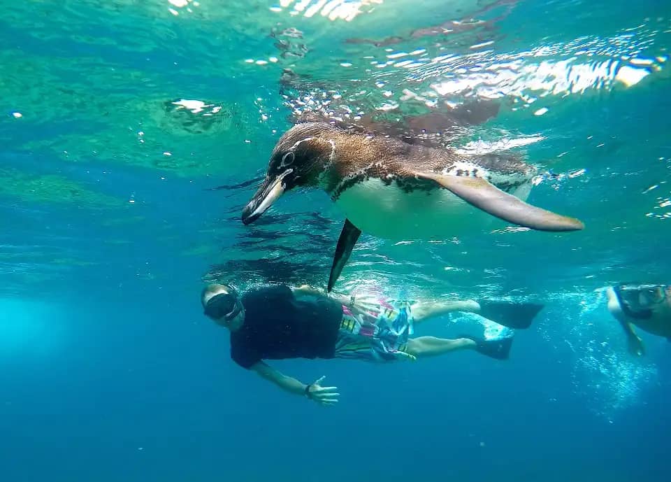 Snorkeling with Penguins