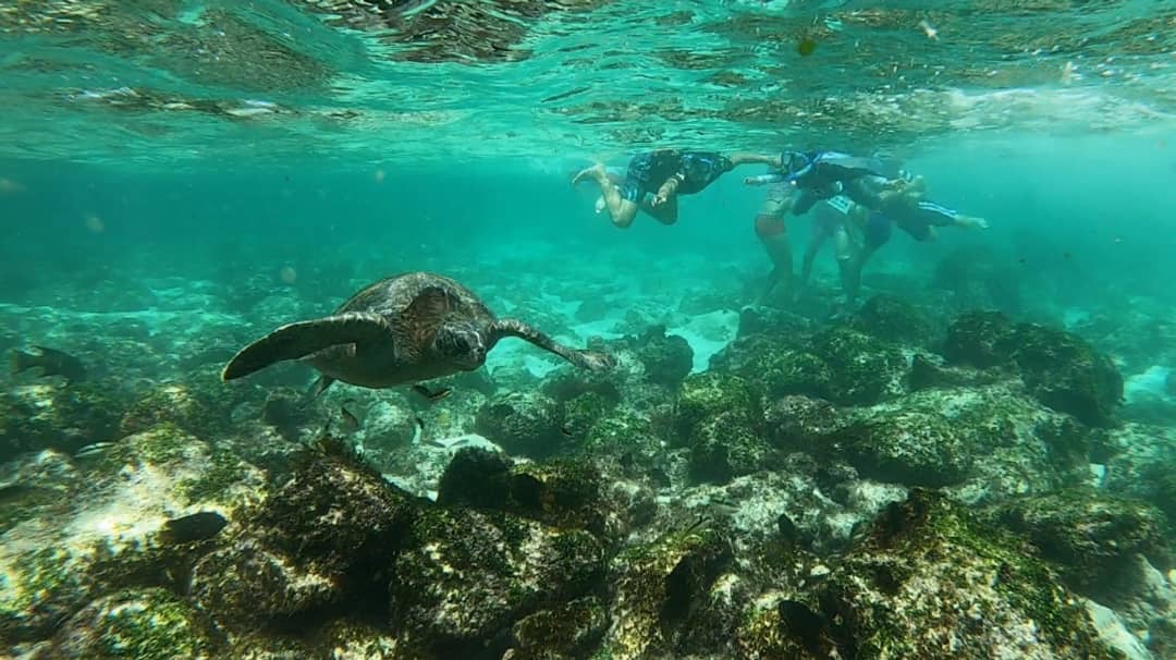 Snorkeling with Marine Life