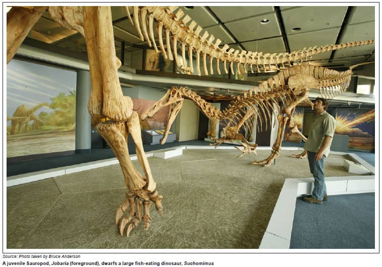 Fossil & Dinosaur Exhibits