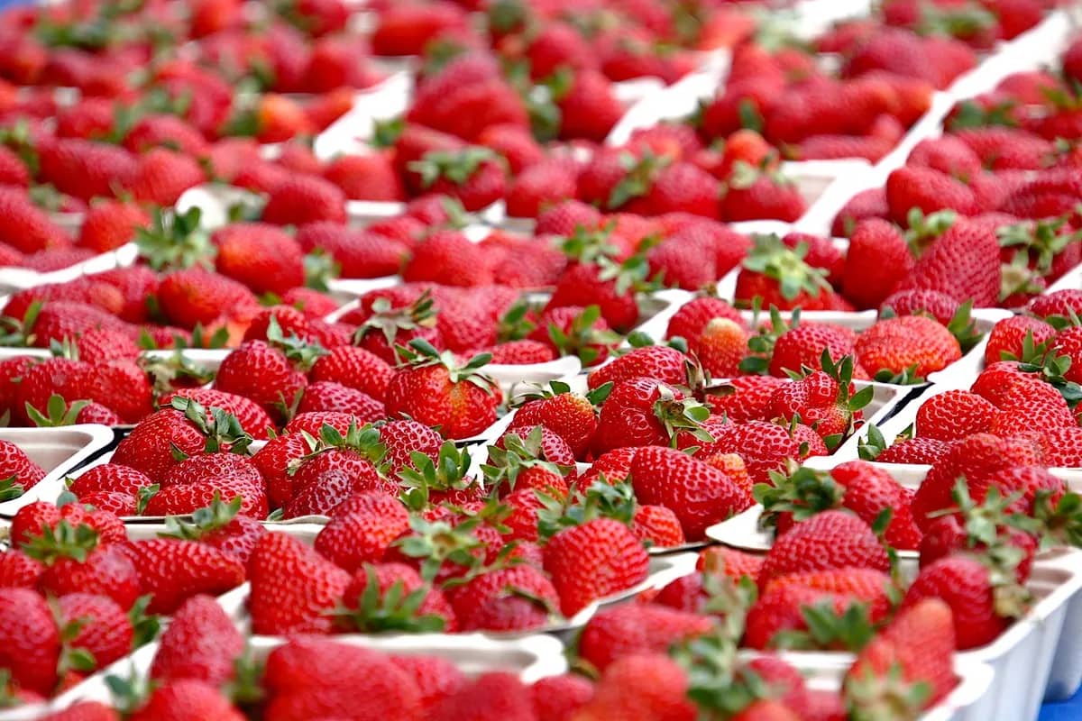 Strawberry Fair Delights