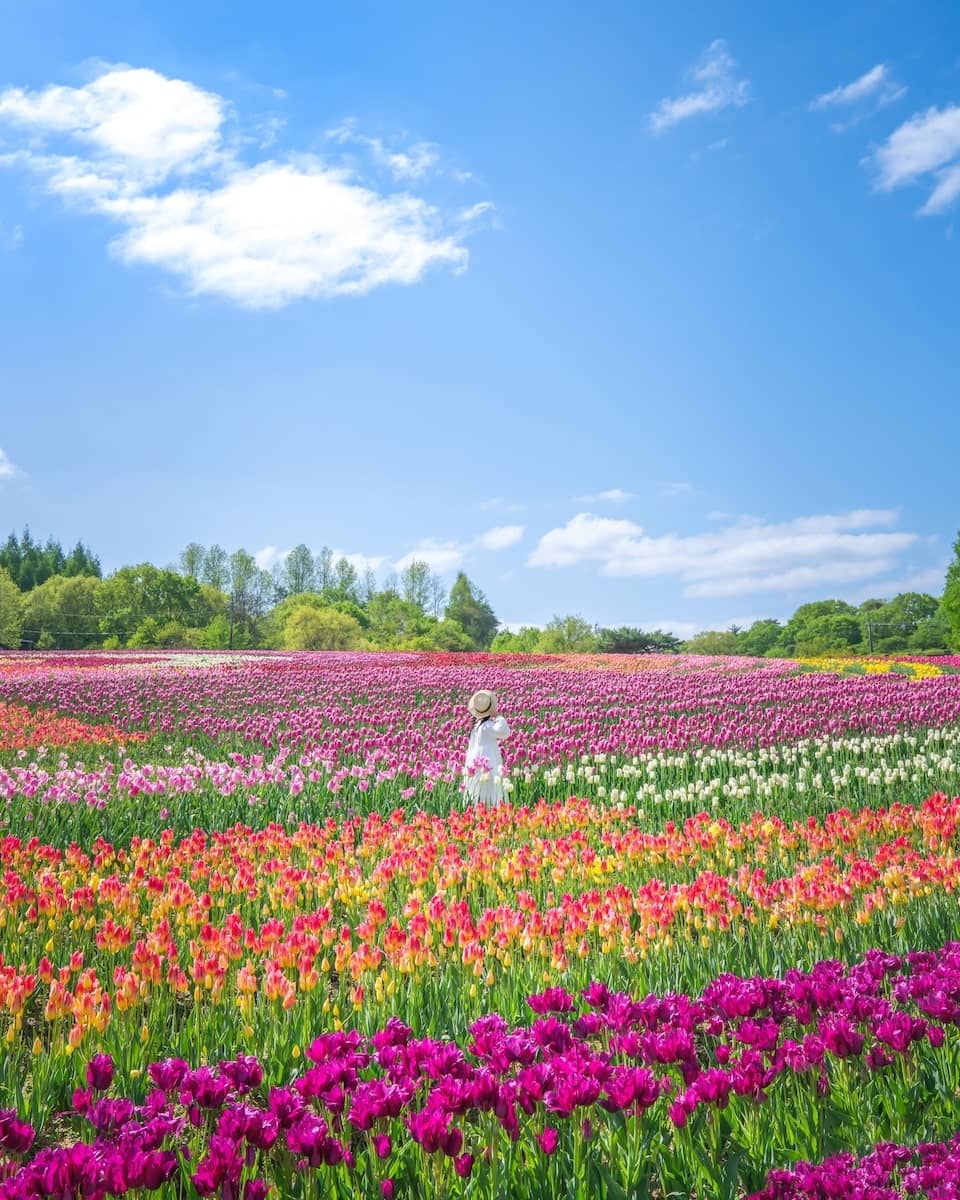 Tulip Season Spectacle