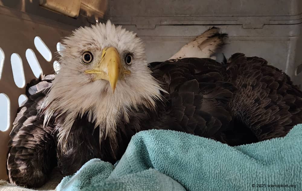 Raptor Rehabilitation Center