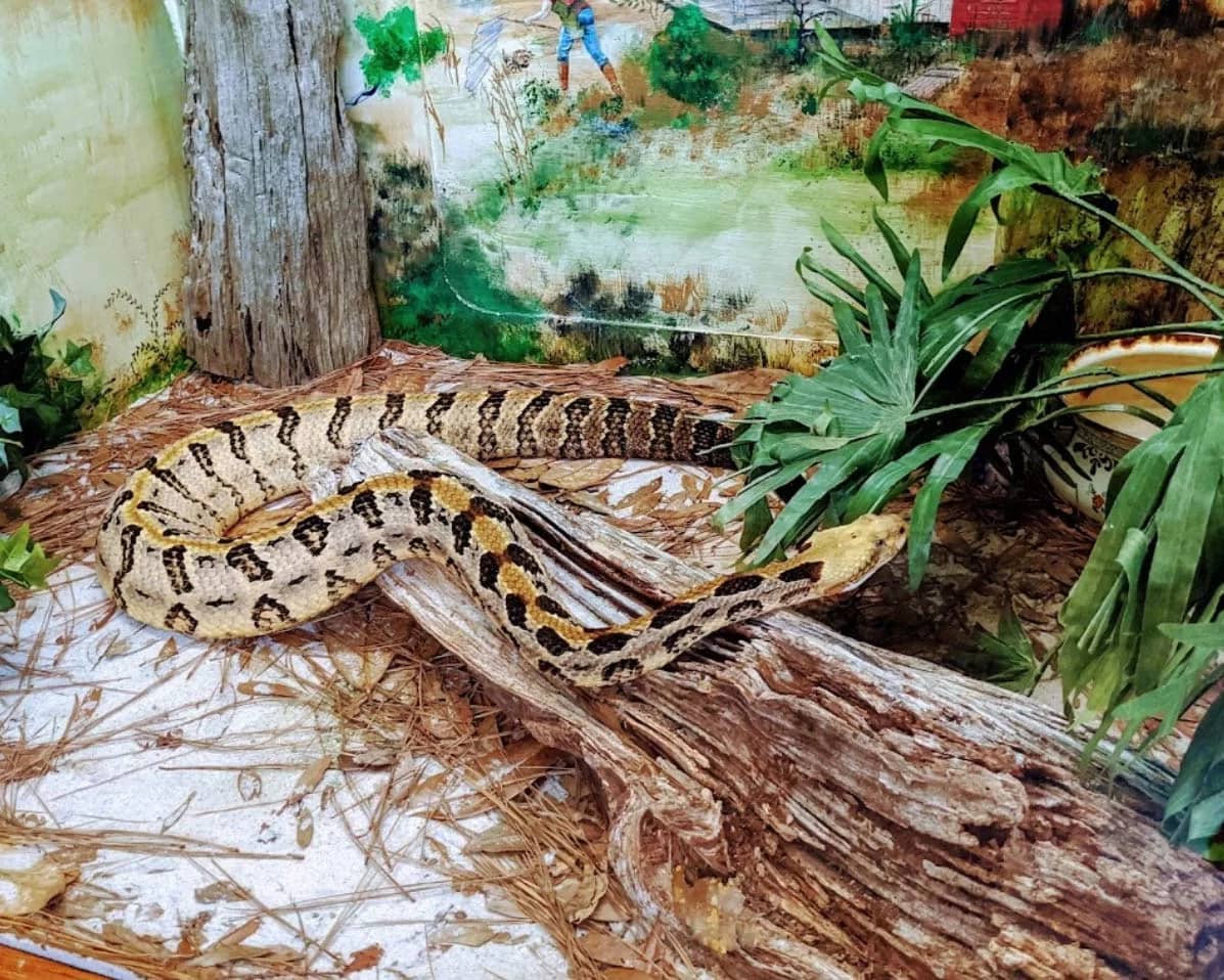 Venomous & Non-Venomous Snake Islands