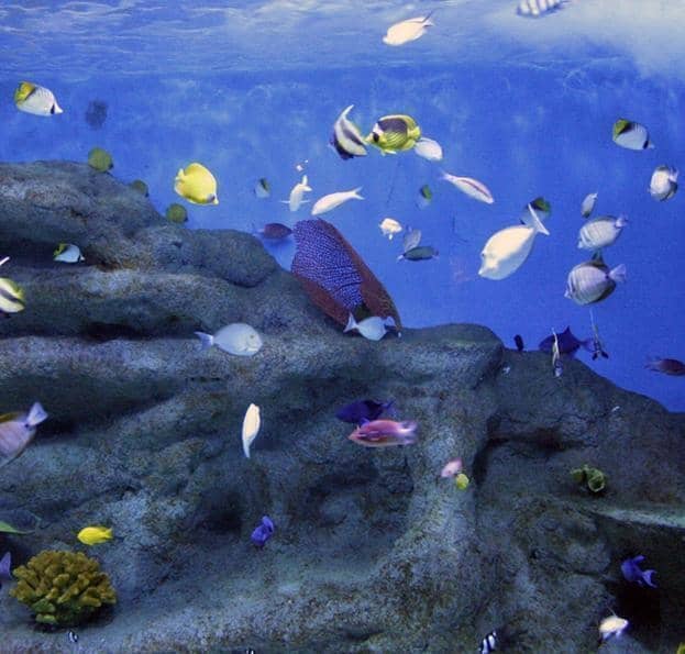 Colorful Tropical Fish