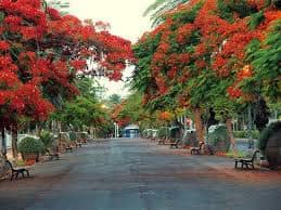 Cafes and Shops
