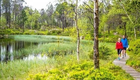 Forest Hiking Trails