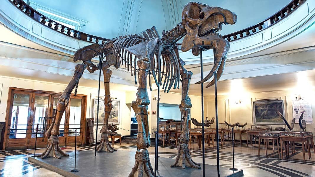 Museum of Geology and Paleontology