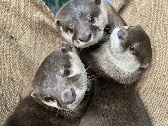 Seal and Otter Encounters
