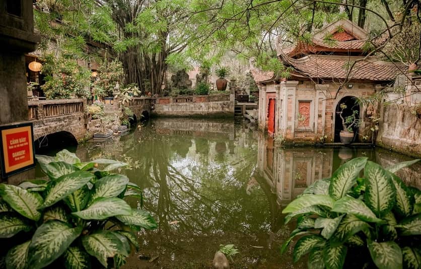 Tranquil Lotus Ponds