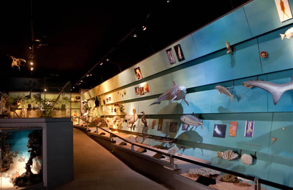 Taxidermy Scenes