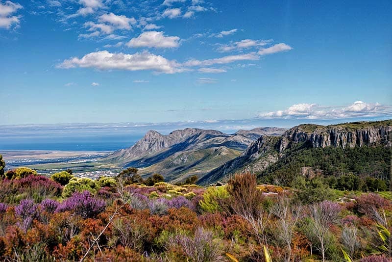 Fynbos Blooms