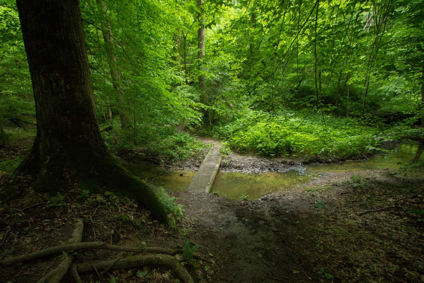 Woodland Trail Hike