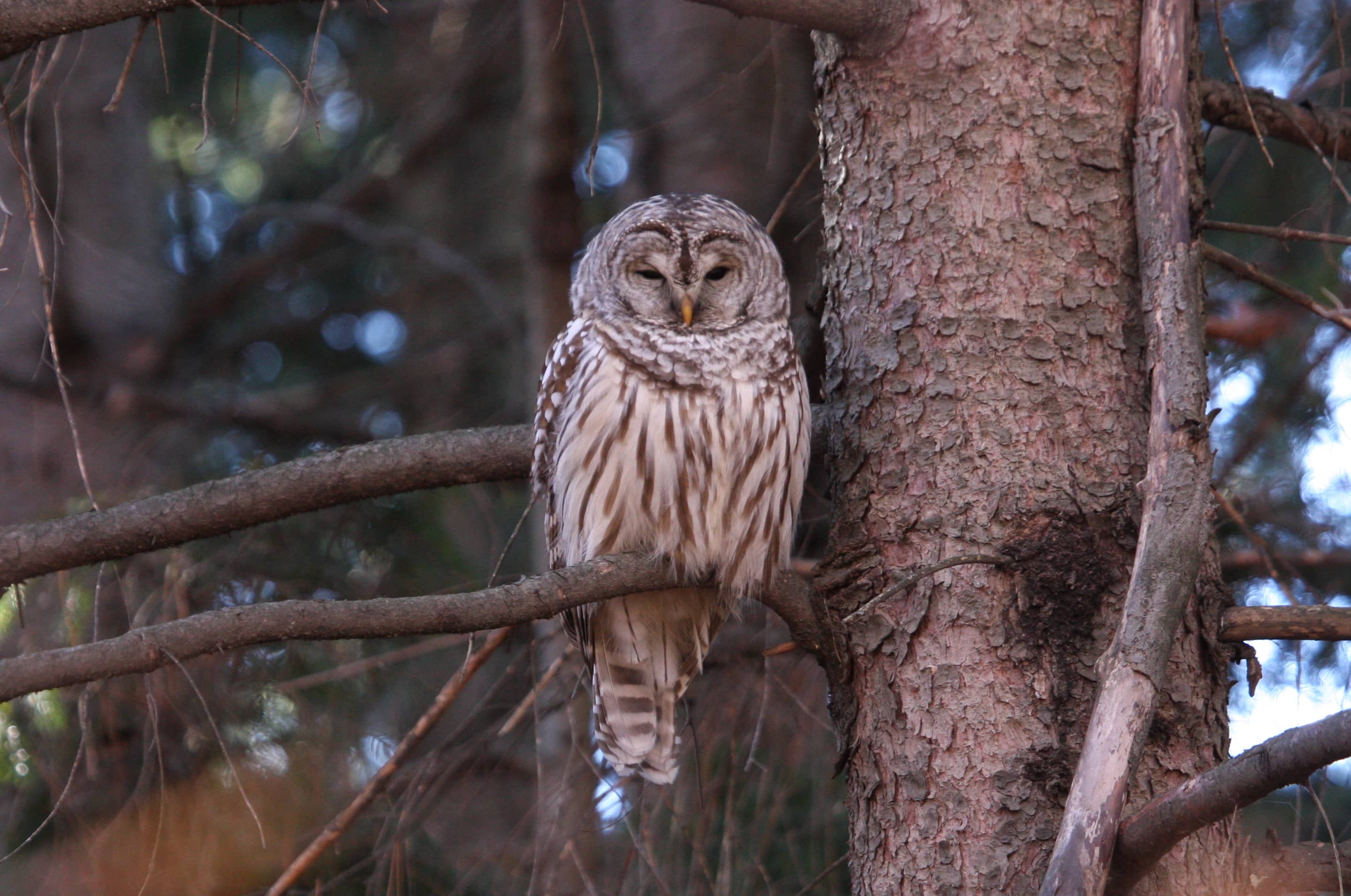 Wildlife Spotting