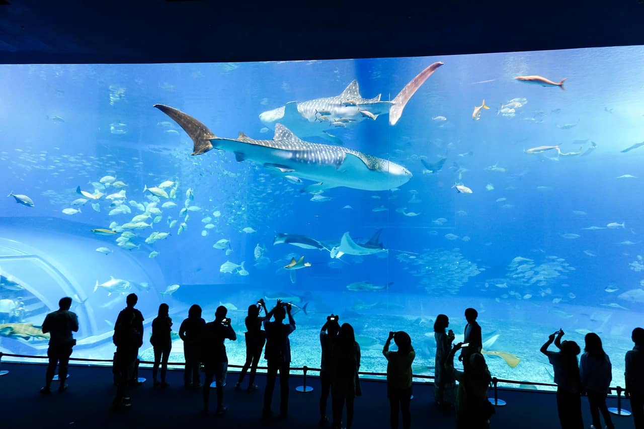 Diverse Marine Life